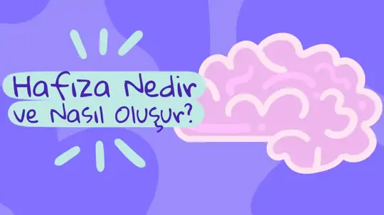 Hafıza (Bellek) Nedir ve Nasıl Oluşur? Hafıza Türleri ve Beyindeki Hafıza Bölgeleri